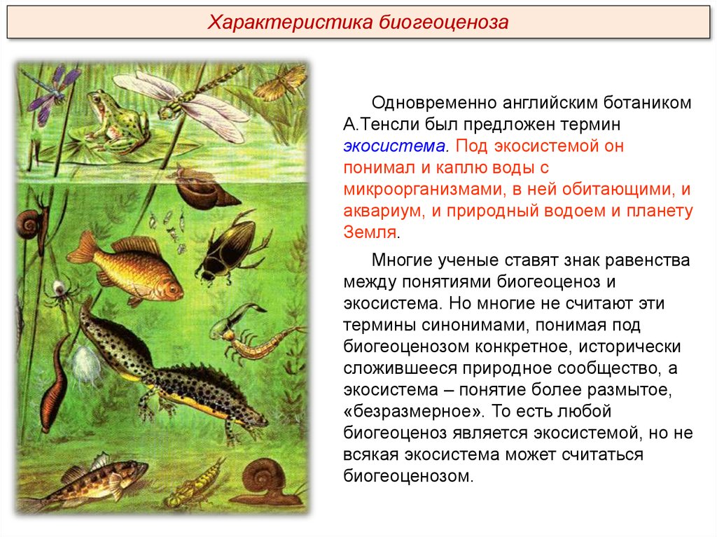 Цепь питания с бактериями. Биогеоценоз аквариума. Экосистема. Экосистема водоема схема. Экосистема аквариума.