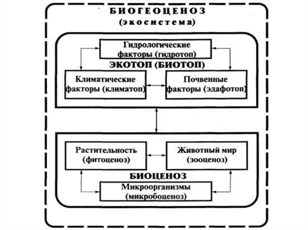 Структура биогеоценоза схема