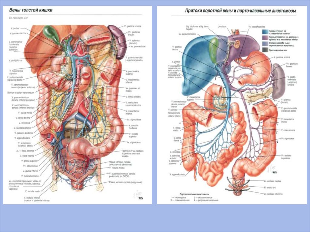 Кровоснабжение прямой кишки схема