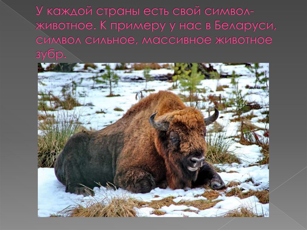 У каждой страны есть свой символ-животное. К примеру у нас в Беларуси, символ сильное, массивное животное зубр.