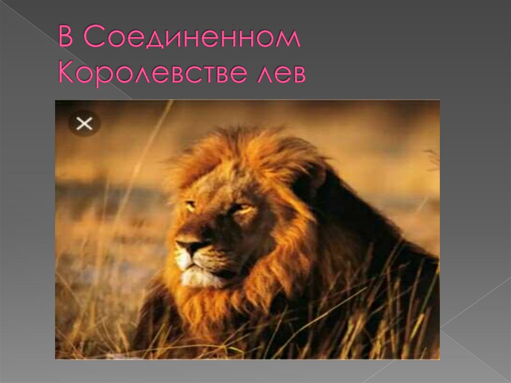 Лев кличка. Девиз на царство Львов. Лев со львом как называется свойство живых. Царство Львов 3 кл. Почему Льва называют царем зверей.