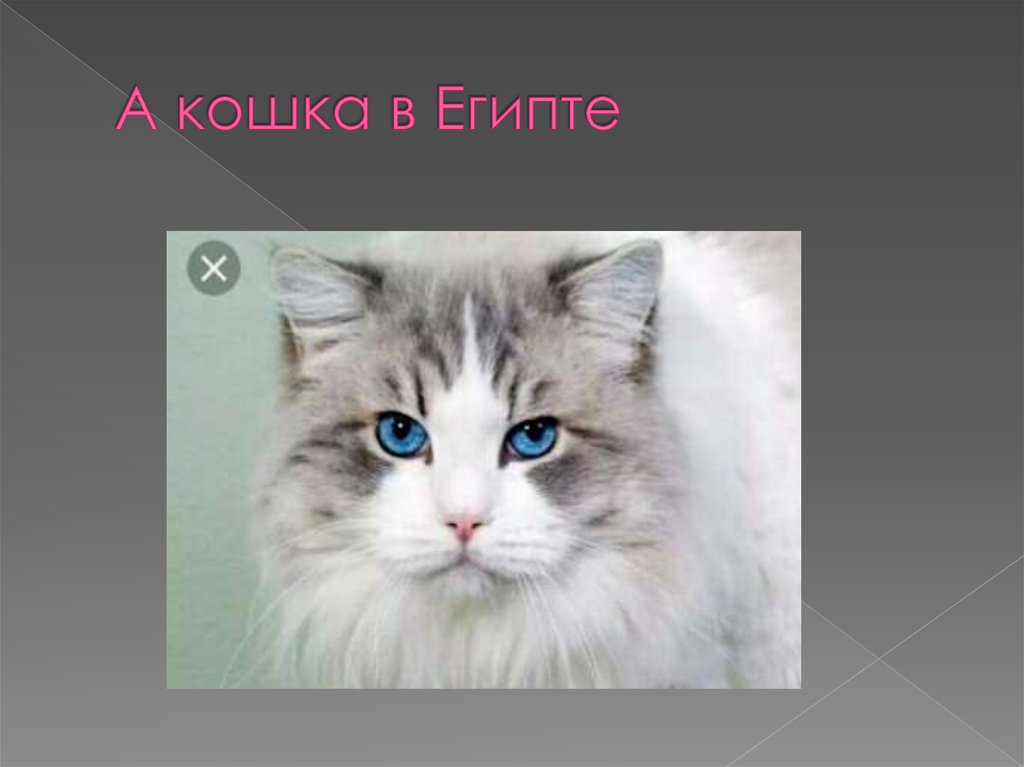 А кошка в Египте