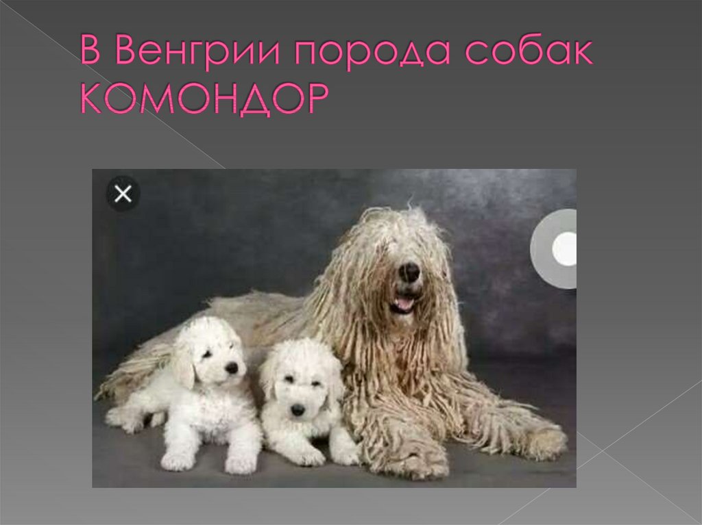 В Венгрии порода собак КОМОНДОР