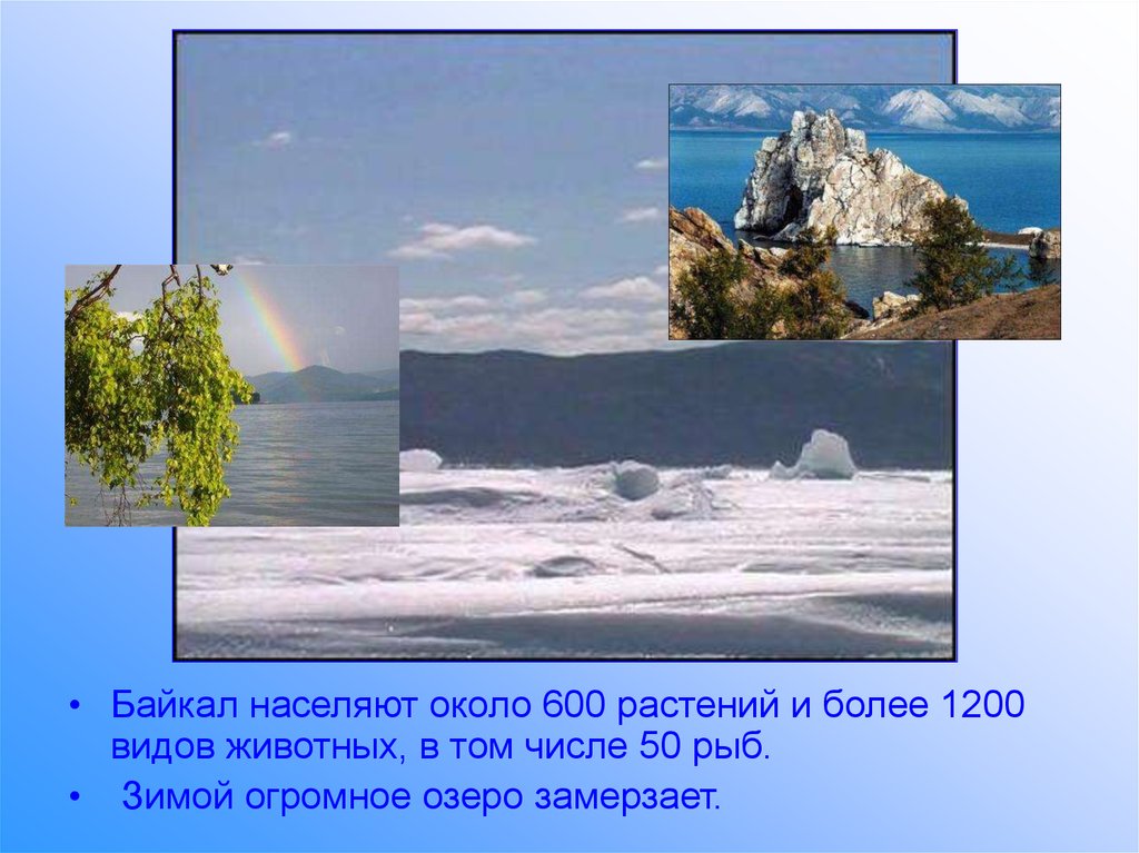 Байкал это гигантское озеро его называют. Байкал это гигантское озеро. Байкал это гигантское озеро его называют Сибирским морем. Текст чудо - Байкал.