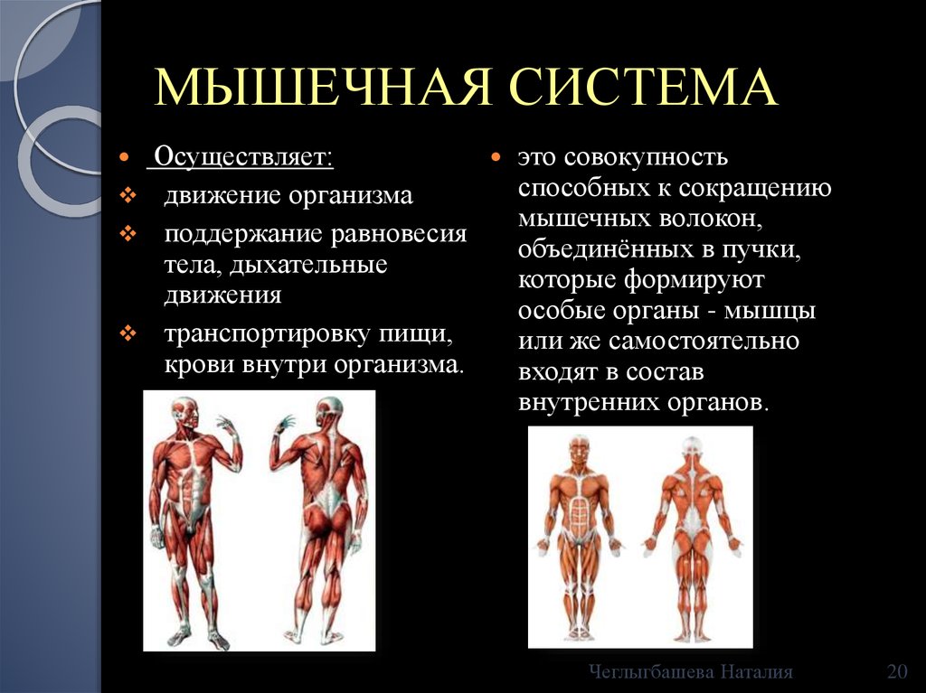 Укажите функции мышечной системы. Функции костно-мышечной системы. Мышцы человека презентация. Система строение мышц. Функции мышечной системы человека.