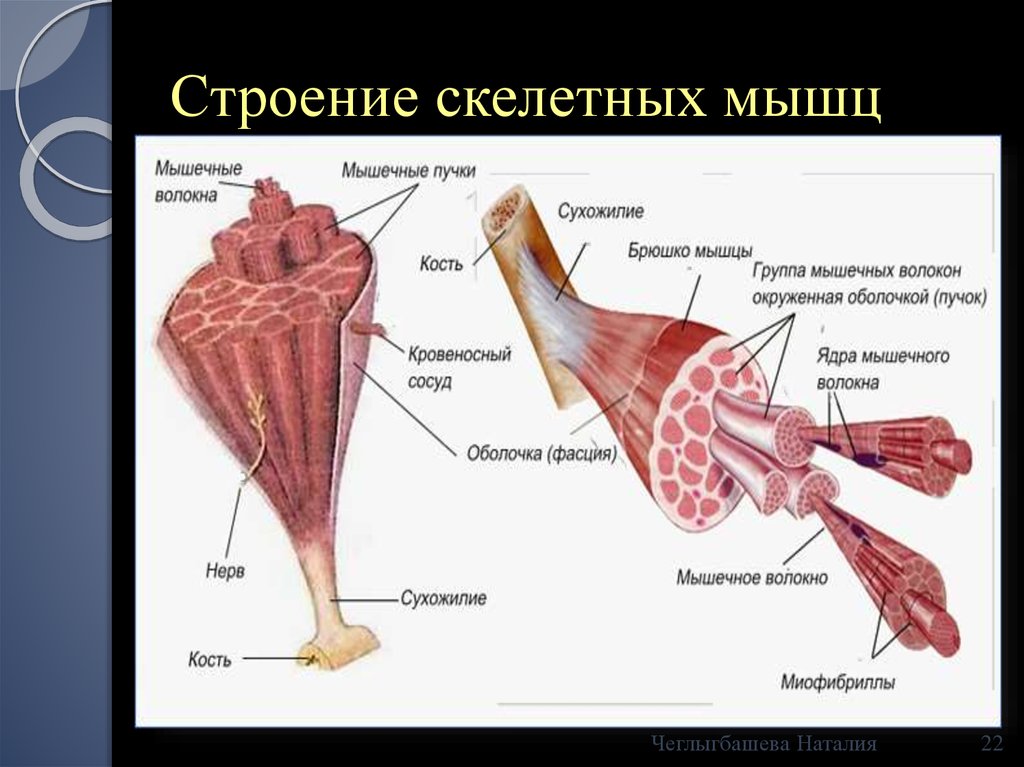 Строение скелетного мышечного волокна. Строение скелетной мускулатуры схема. Строение скелетной мышцы анатомия. Строение скелетной мышцы ЕГЭ.