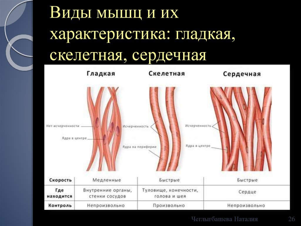 Клетки гладкой мышечной ткани