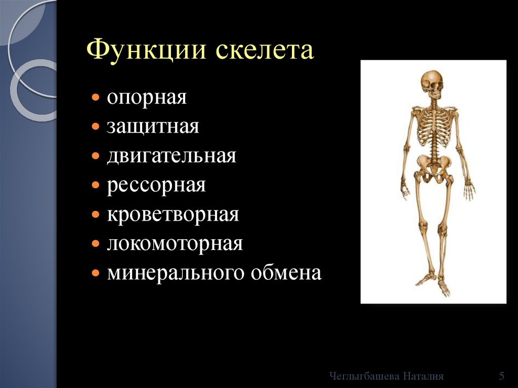 Какую роль выполняет скелет
