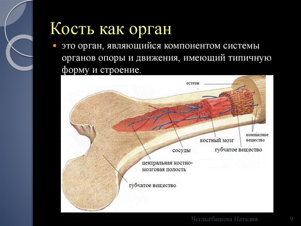 Кость это орган