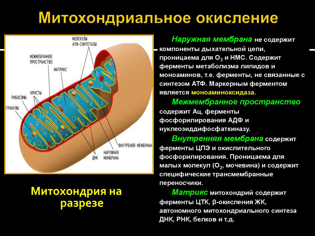 Митохондрия аэробный. Наружная мембрана митохондрий биохимия. Строение митохондрии роль мембраны. Митохондриальное окисление. Окисление в митохондриях.