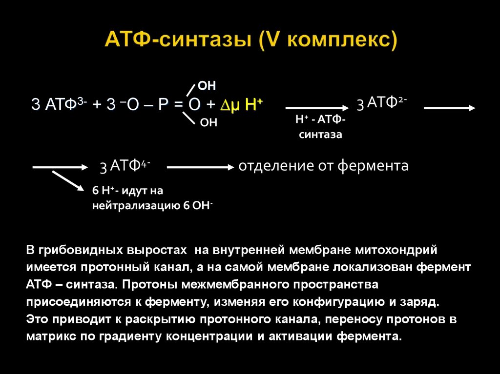 Участвует фермент атф синтаза осуществляется на кристах