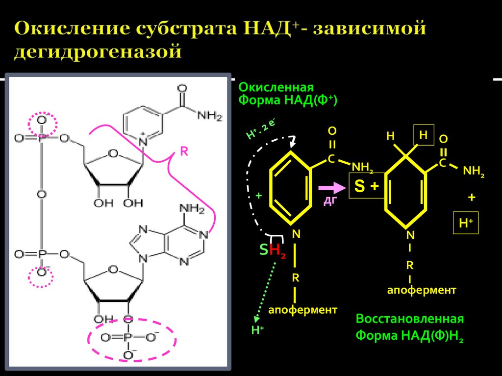 Над зависимые ферменты