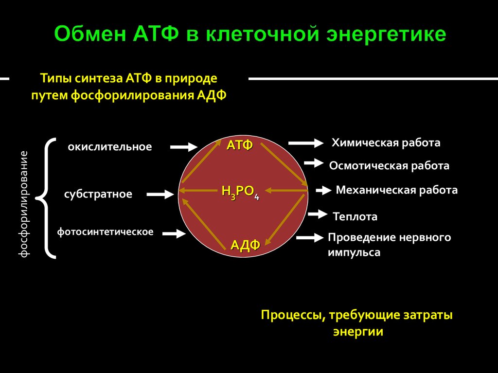 Запас энергии атф. Образование АТФ В клетках. Клеточные процессы требующие затрат энергии АТФ.