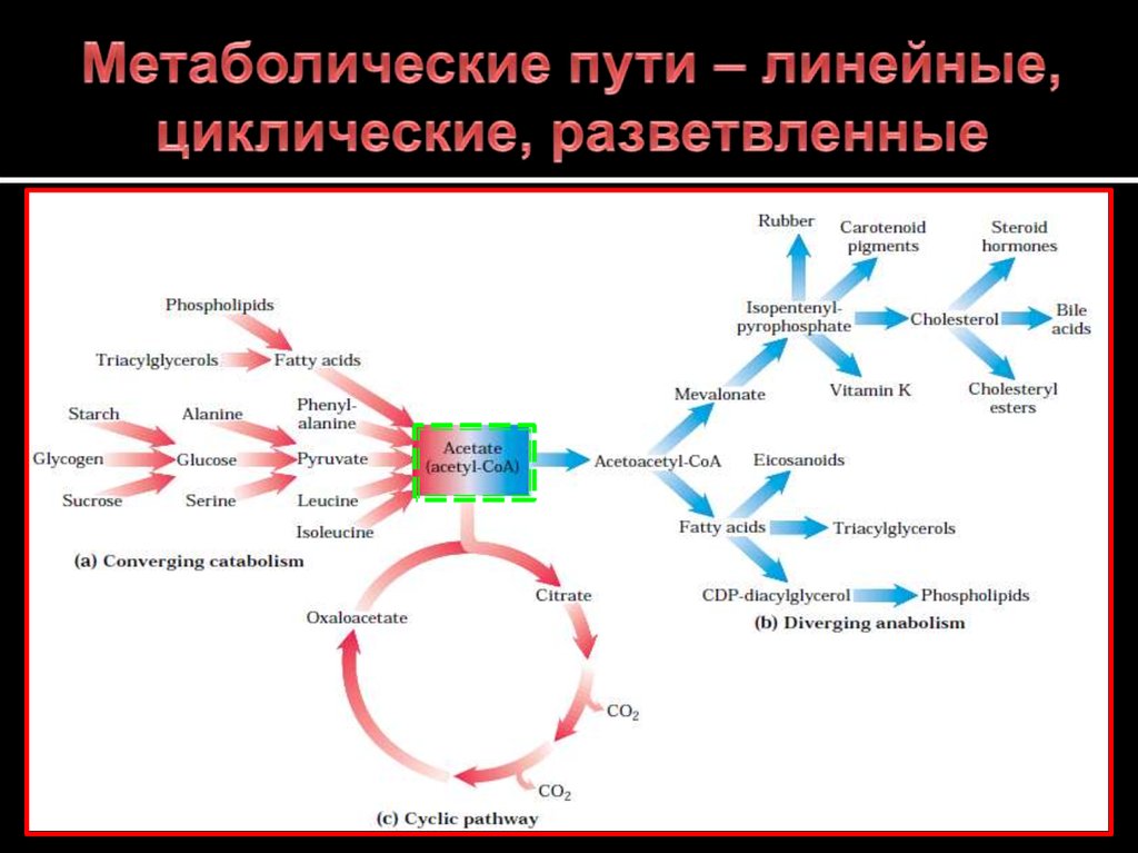 Карта метаболических путей