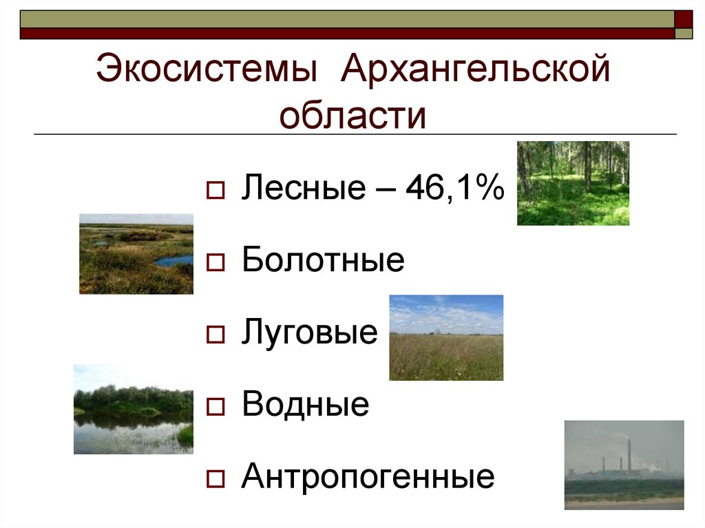 Гомеостаз экосистемы презентация