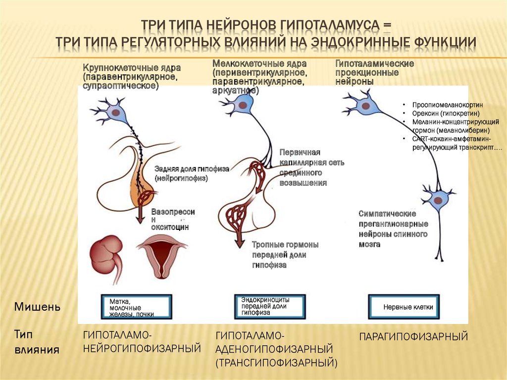Три типа нейронов гипоталамуса = ТРИ ТИПА РЕГУЛЯТОРНЫХ ВЛИЯНИЙ НА ЭНДОКРИННЫЕ ФУНКЦИИ