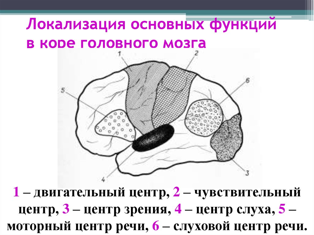 Основные центры мозга