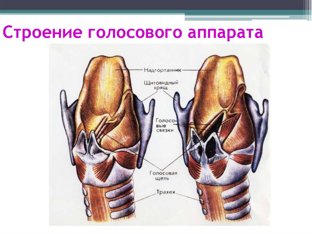 Гортань биология 8 класс. Строение гортани вокал. Голосовой аппарат, строение голосового аппарата.. Голосовые связки анатомия гортани. Строение певческого голосового аппарата.