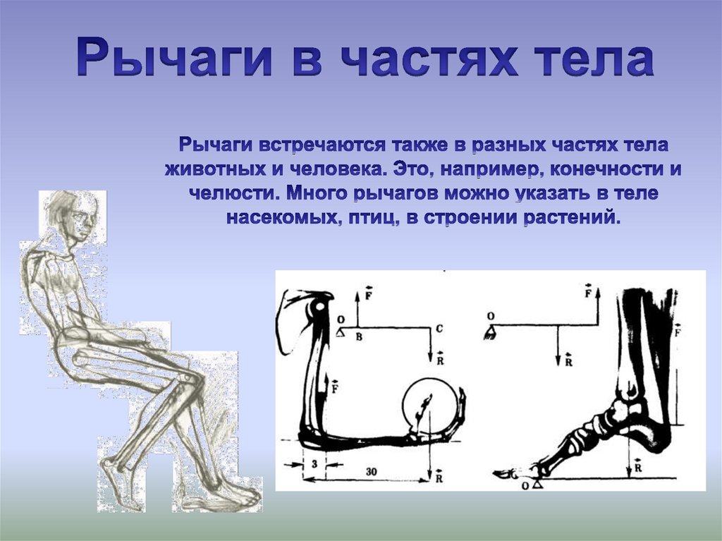 Рычаги в живой природе картинки