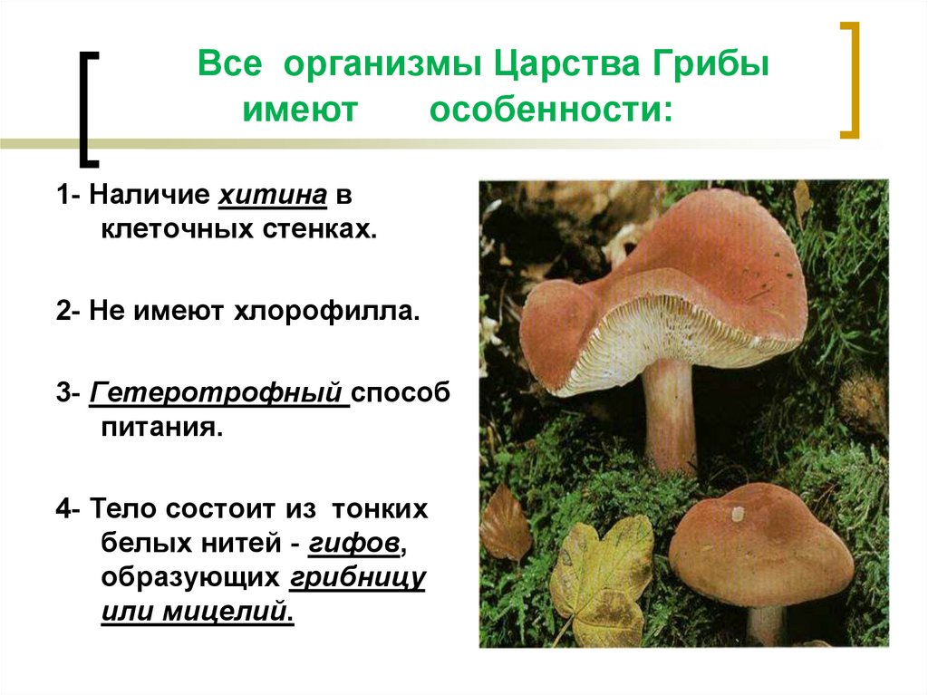Урок биологии грибы. Царство грибов 5 класс биология. Грибы 5 класс биология. Царство грибов 5 класс биология класс. Организмы царства грибов.