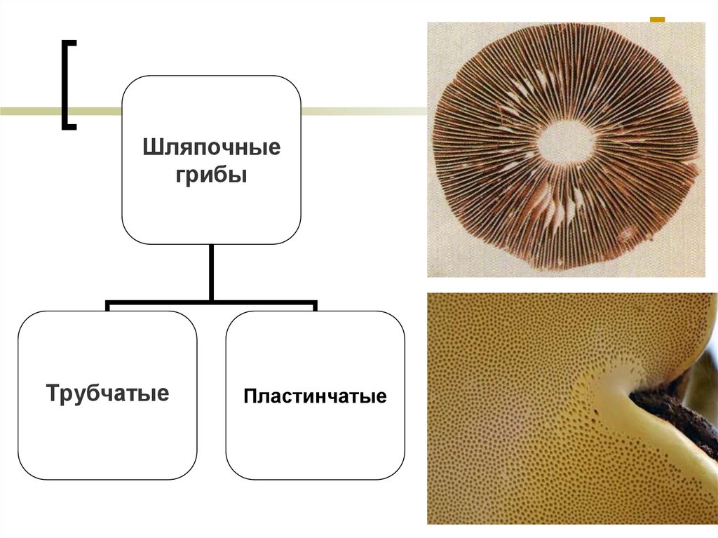 Различие пластинчатых грибов