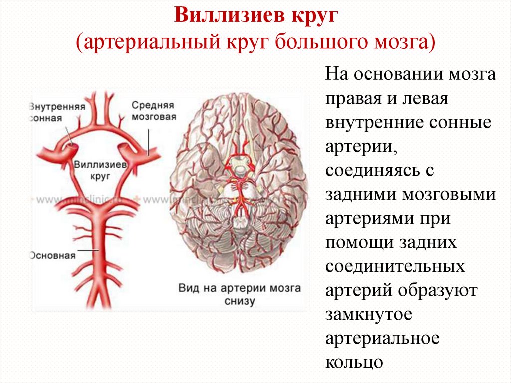Круг кровообращения головы. Кровоснабжение головного мозга схема Виллизиев круг. Артерии Виллизиева круга анатомия. Кровоснабжение головного мозга Визилиев круг. Мозговое кровообращение Виллизиев круг.
