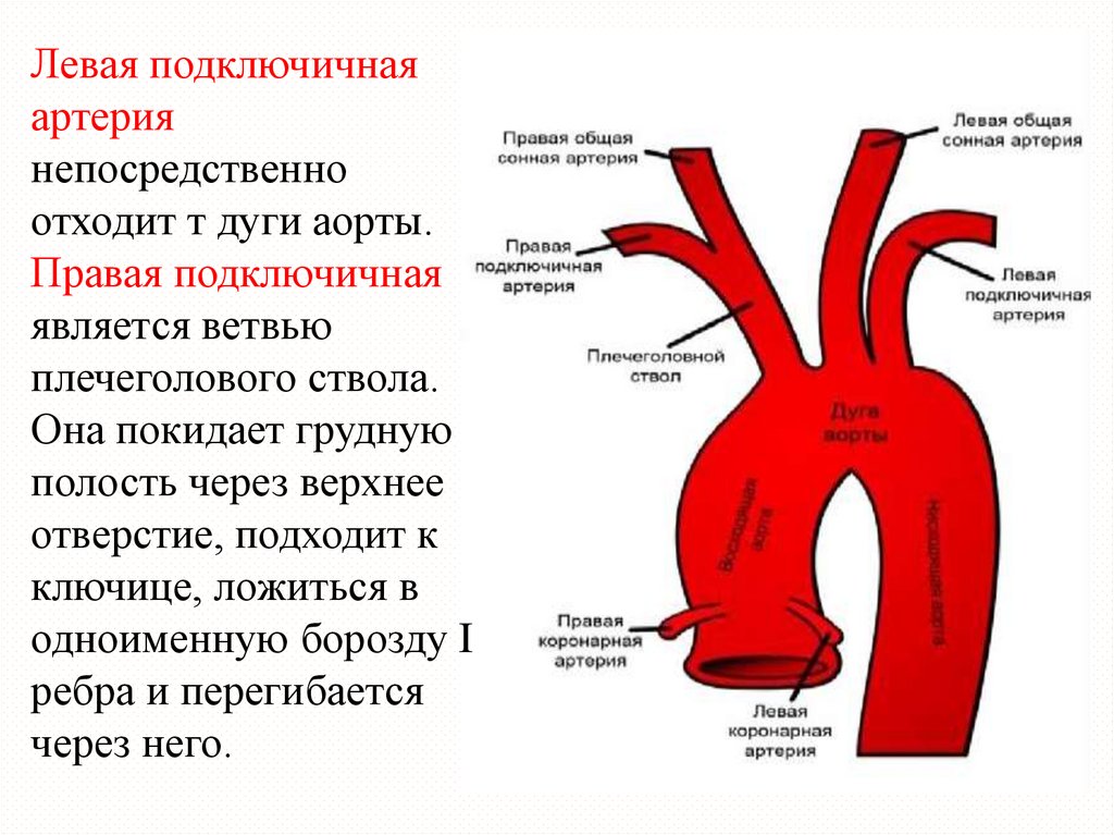 Подключичная артерия схема