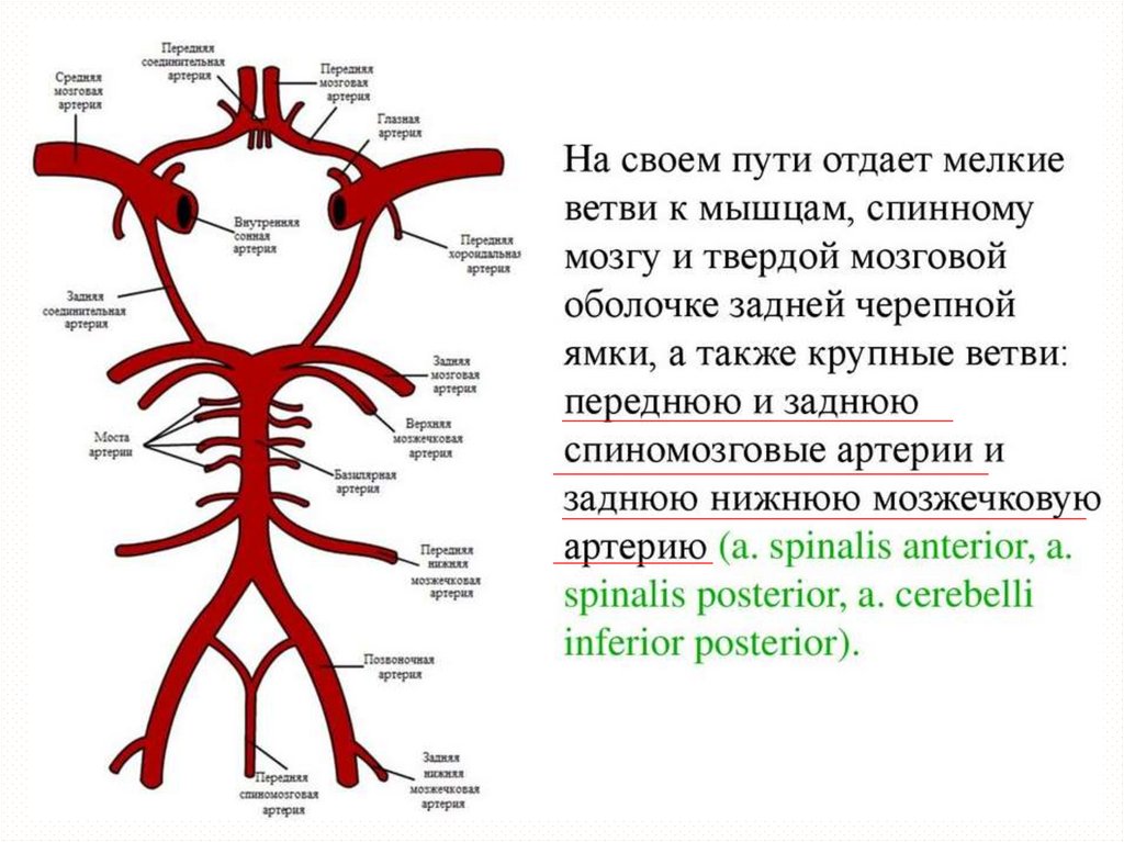 Позвоночная артерия анатомия схема