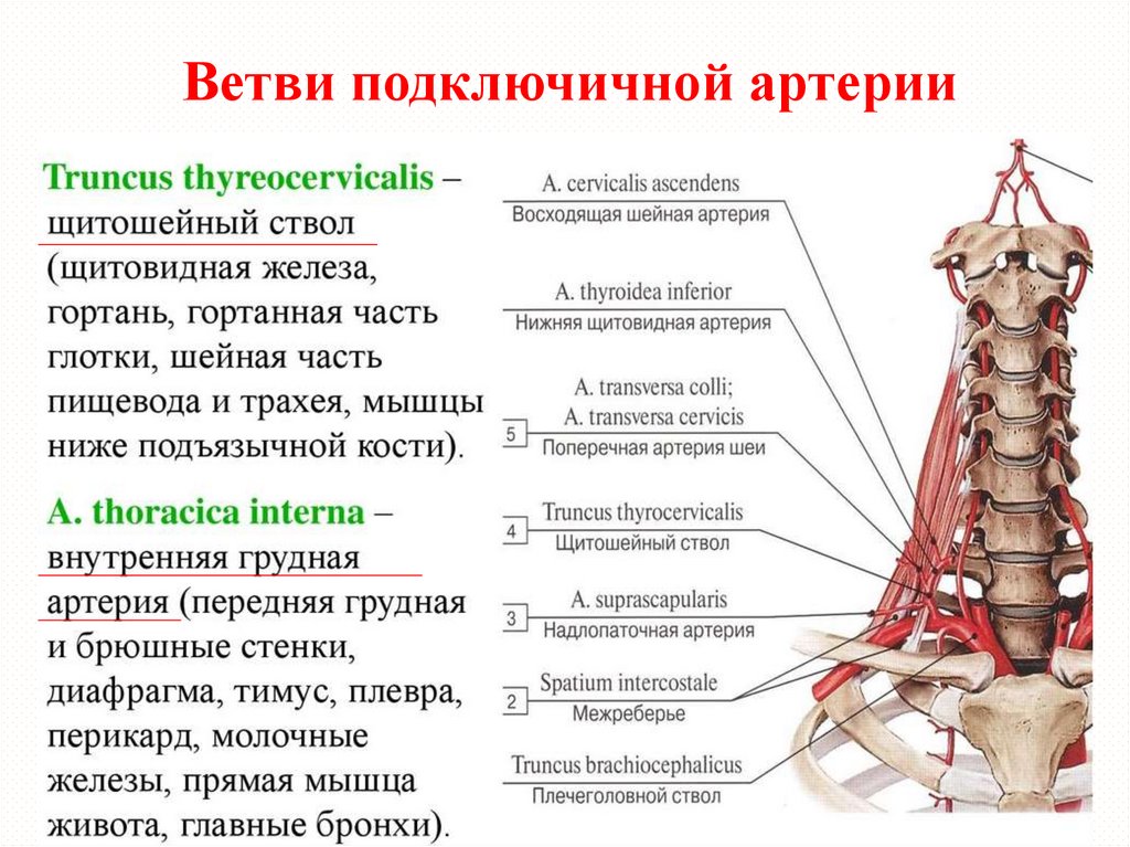 Ствол латынь. Подключичная артерия кровоснабжает. Топография подключичной артерии. Подключичная артерия анатомия. Ветви подключичной артерии схема анатомия.
