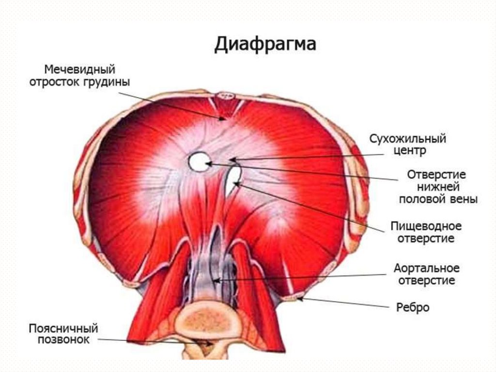Фасции мочеполовой диафрагмы. Диафрагма вид снизу анатомия. Диафрагма анатомия мышцы. Отверстие в сухожильном центре диафрагмы. Отверстия диафрагмы анатомия.