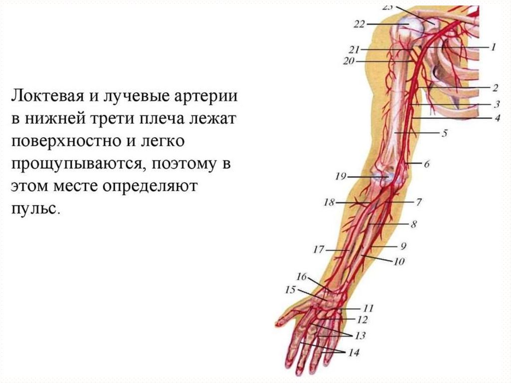 Кровообращение верхней конечности. Сосуды верхней конечности анатомия. Артерии верхней конечности схема. Лучевая артерия анатомия ветви. Артерии и вены верхней конечности.