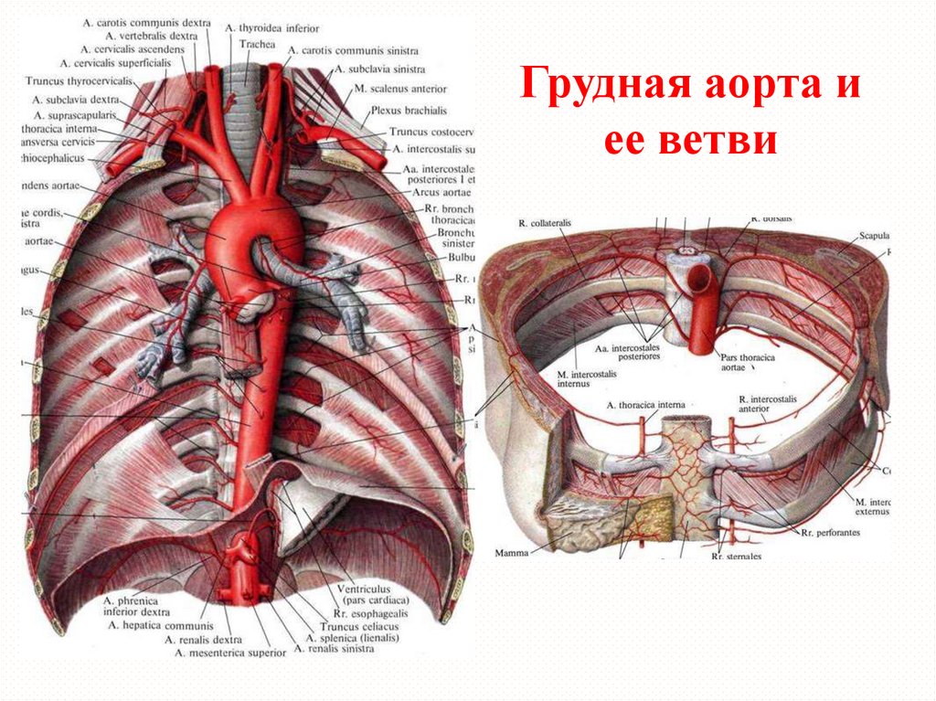 Аорта анатомия схема грудная