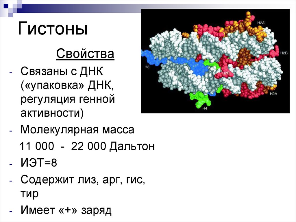 Гистон какой белок