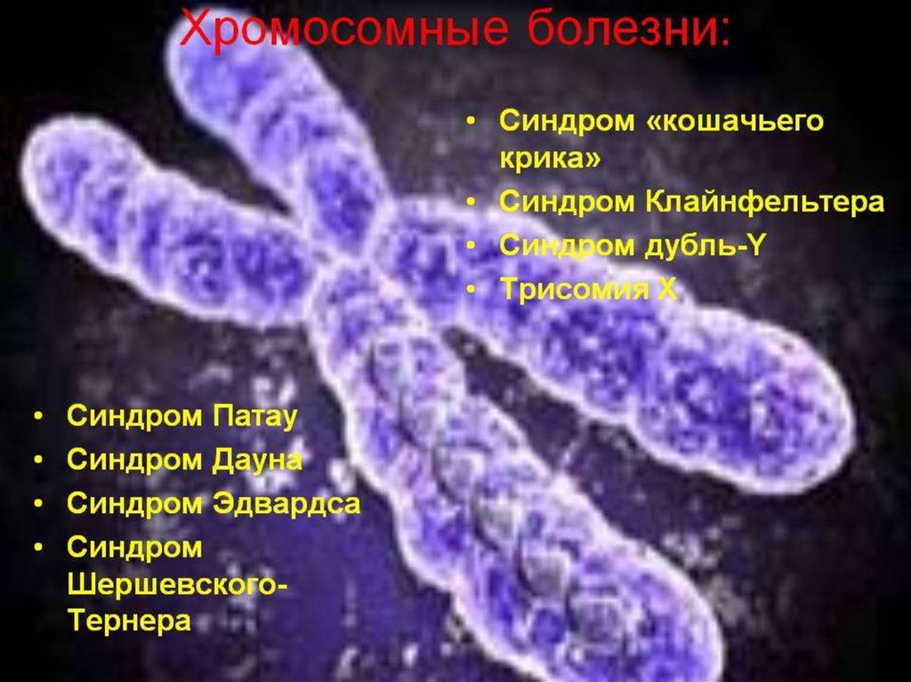 Хромосомные болезни человека презентация