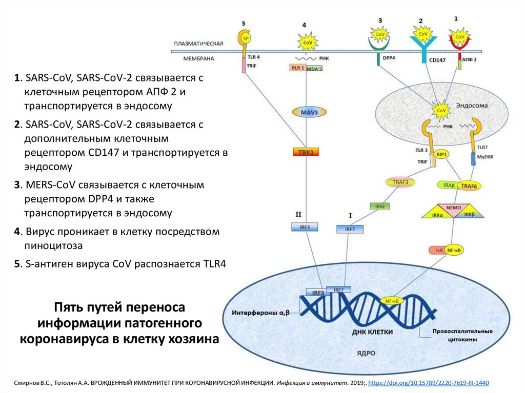 Влияние коронавируса. Интерферон гамма иммунология. Структура коронавируса. Схема заражения коронавирусом. Коронавирус жизненный цикл.