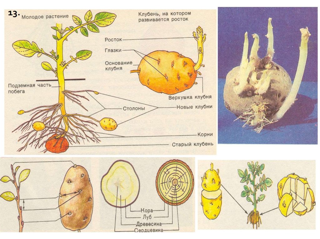 Клубень картофеля на раннем этапе своего развития. Строение клубня картофеля 6 класс биология. Клубень видоизмененный побег биология 6 класс. Видоизменённые побеги клубень картофеля. Клубень картофеля это видоизмененный корень.