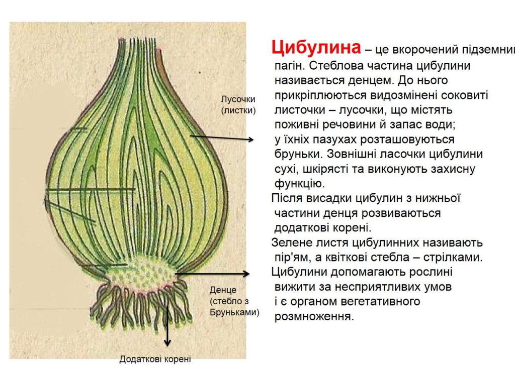 Видоизменение корня репы