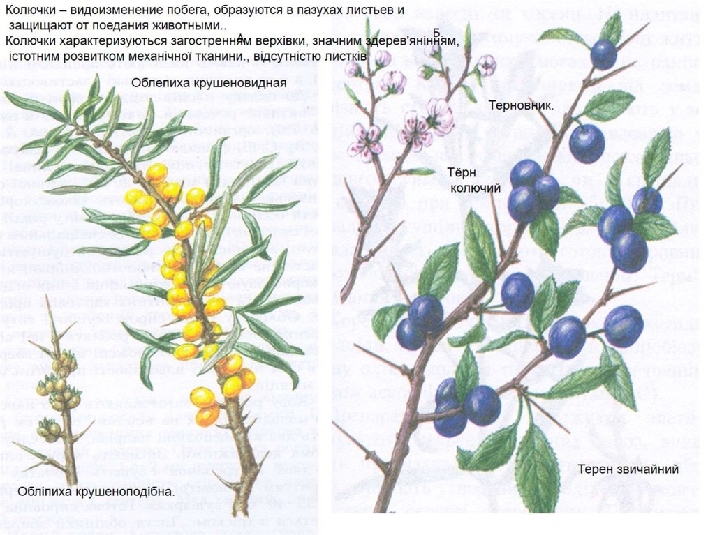 Органы боярышника и винограда обозначенные на рисунке