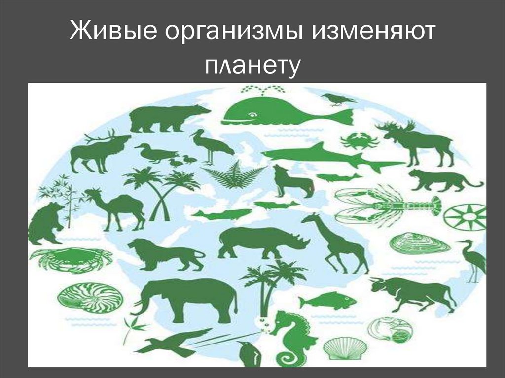 Многообразие организмов на нашей планете