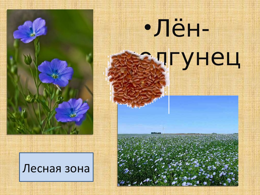 Зона апк. Лен долгунец природная зона. Природные зоны Лена долгогца. Природные условия для льна долгунца. Лен долгунец распространение.