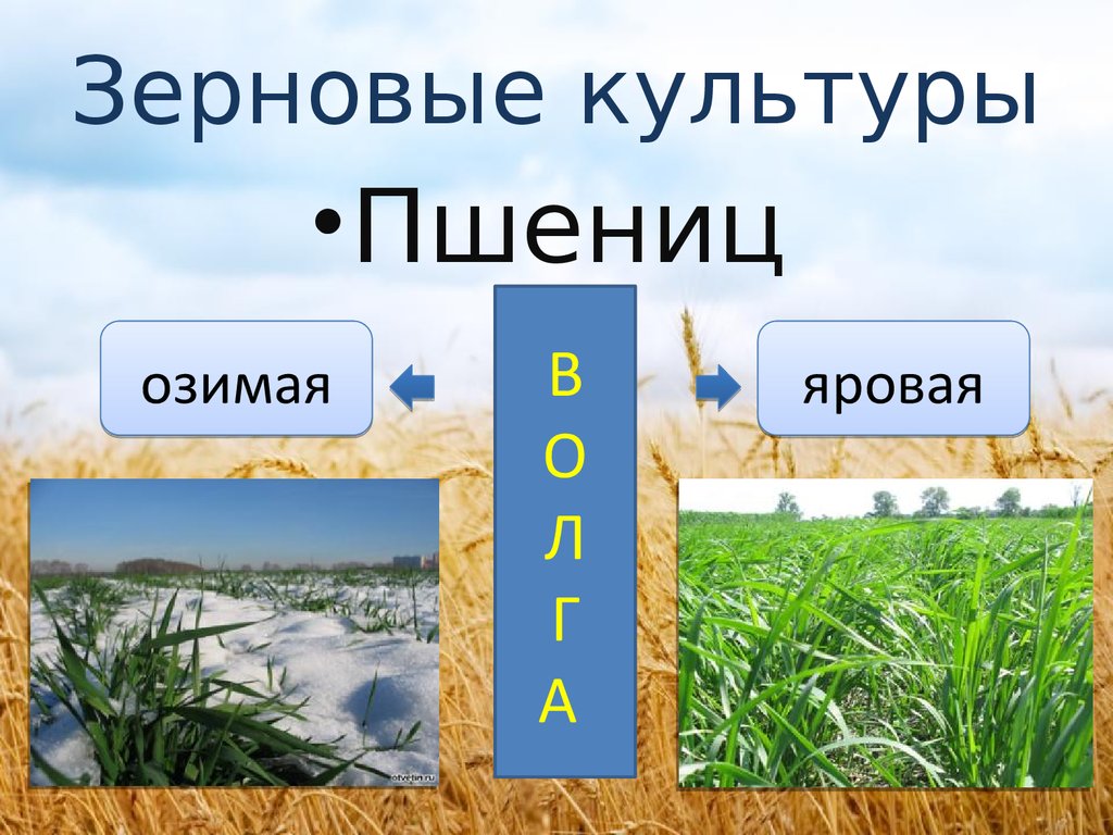 Зерновые культуры география 9 класс. Растениеводство зерновые культуры. Озимая пшеница география 9 класс. Пшеница озимая и Яровая районы выращивания. Яровая пшеница география 9 класс.