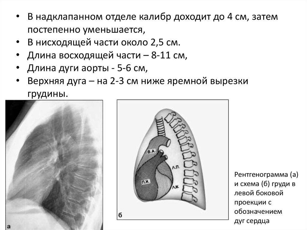 Дуги сердца