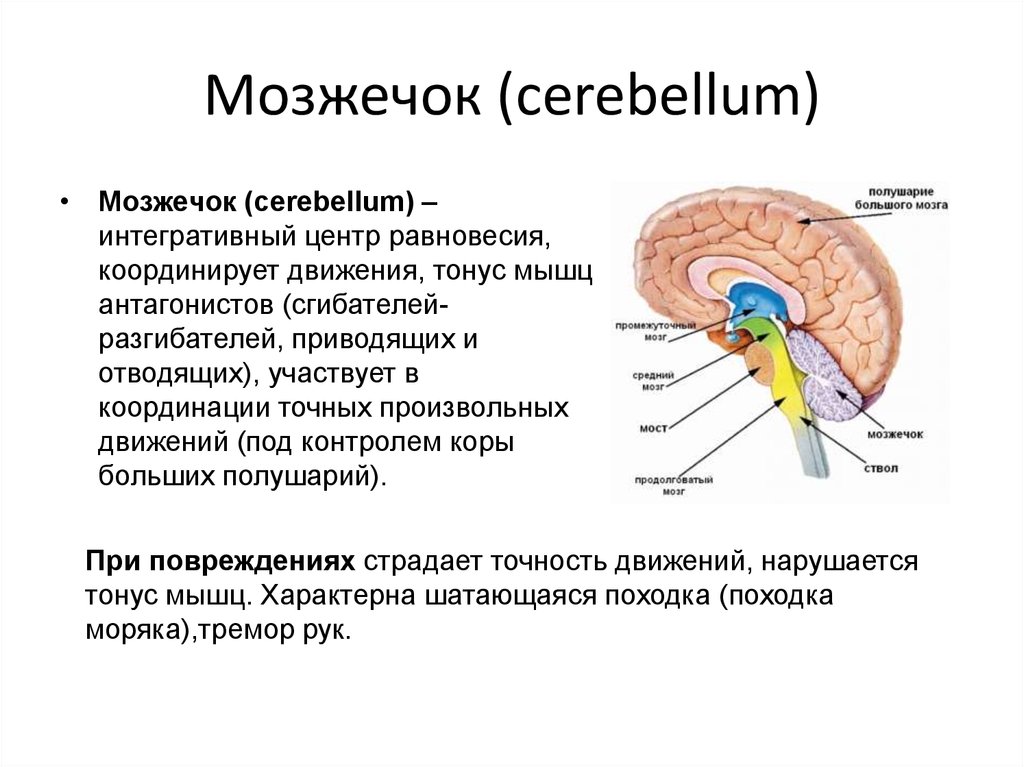 Мозжечок центры рефлексов. Мозжечок.строение функции анатомия кратко-. Строение мозжечка человека. Строение мозжечка 8 класс. Головной мозг мозжечок строение и функции.