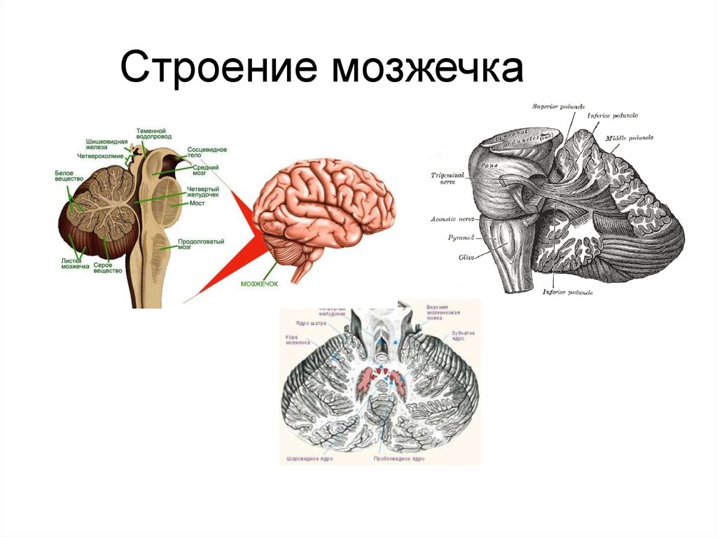 В задний мозг входит мозжечок. Строение мозжечка анатомия. Мозжечок анатомия и физиология. Строение мозжечка червячок. Задний мозг физиология мозжечка.