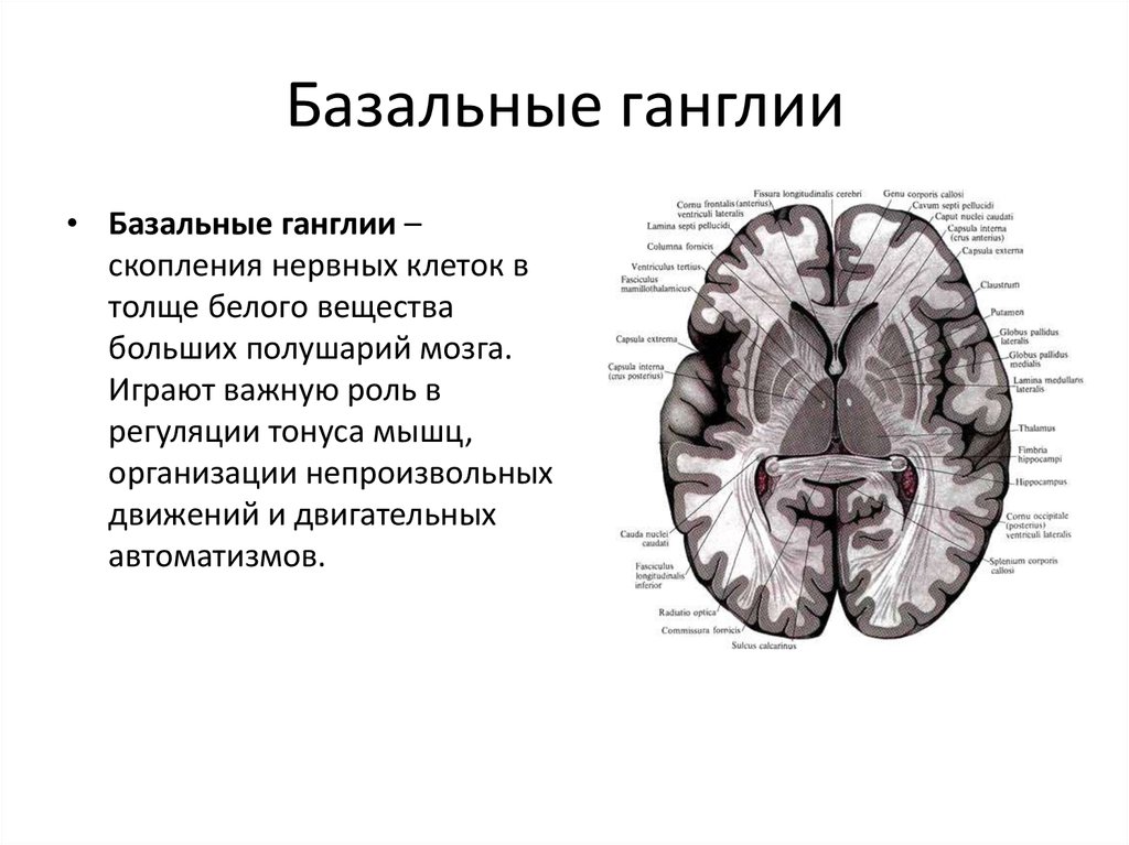 Изменение в базальных отделах. Конечный мозг базальные ядра структуры. Функции базальных ганглиев физиология. Строение и функции базальных ганглиев. Базальные ганглии головного мозга анатомия.