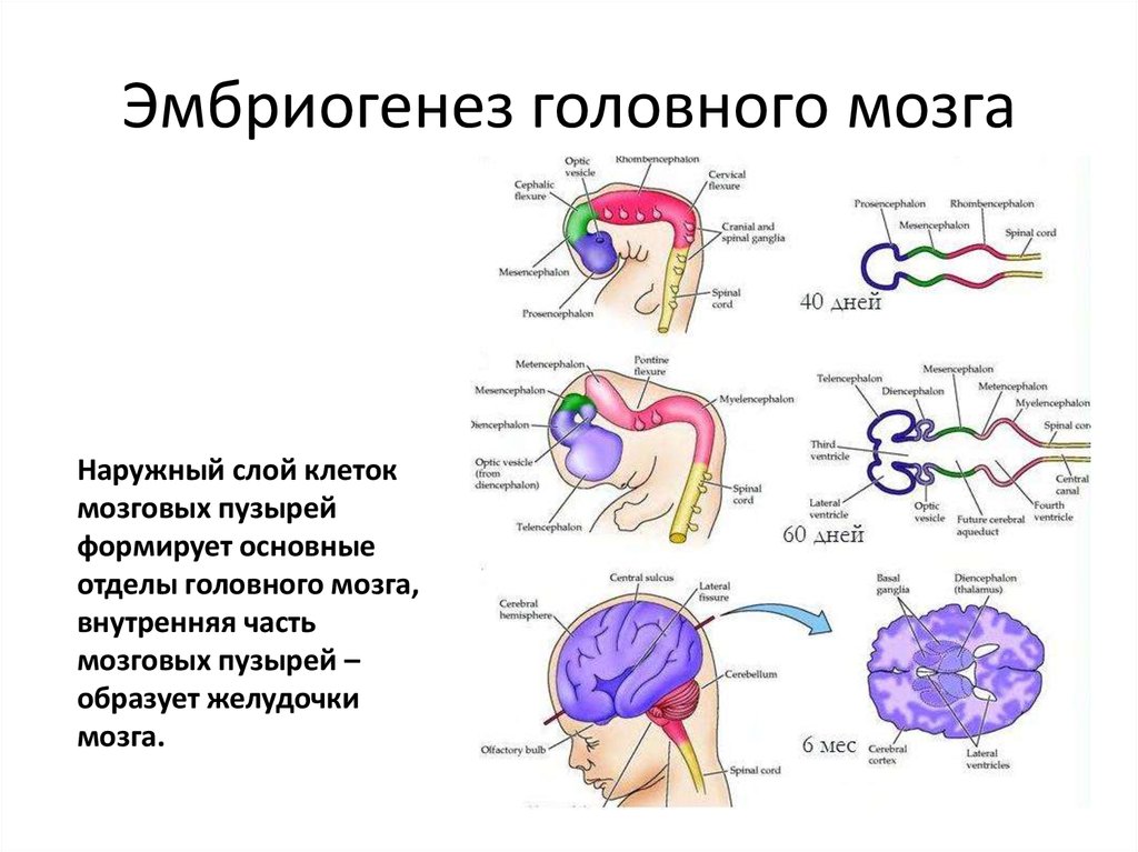 Эмбриогенез мозга человека. Схема развития головного мозга фронтальный разрез. Стадии развития головного мозга человека анатомия. Основные производные отделов мозга. Стадии эмбриогенеза головного мозга человека.