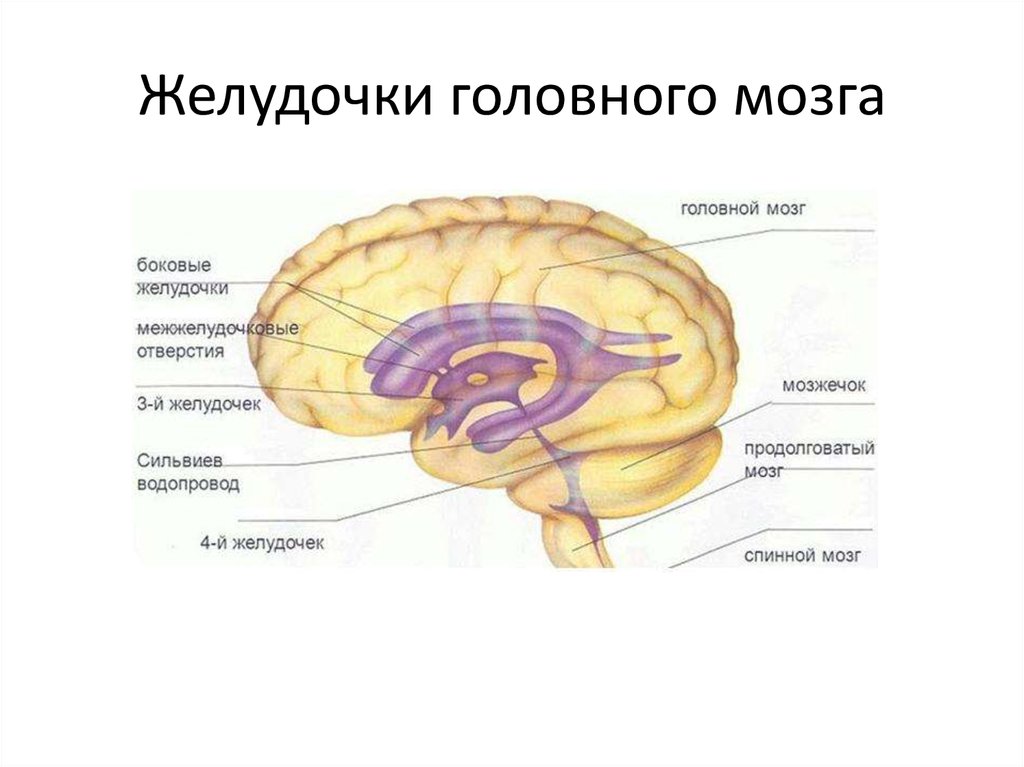 Правый желудочек головного. Схема системы желудочков головного мозга. Стенки желудочков мозга анатомия. Конечный мозг желудочки строение. Желудочки головного мозга анатомия кратко.