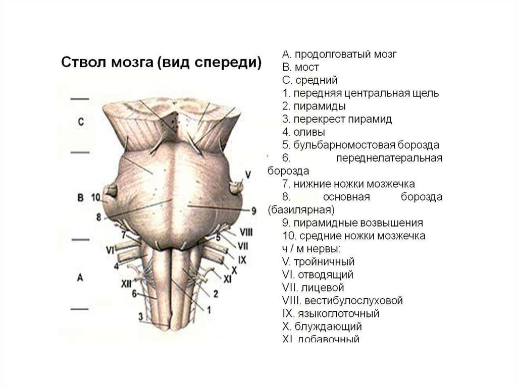 Капилляр щитовидной железы продолговатый мозг. Перекрест пирамид продолговатого мозга. Переднелатеральная борозда спинного мозга. Борозды продолговатого мозга. Продолговатый мозг вид спереди.