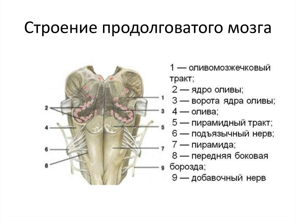 Какое строение имеет продолговатый мозг. Внешнее строение продолговатого мозга. Внутренне строение продолговатого мозга. Продолговатый мозг анатомия человека. Наружное строение продолговатого мозга анатомия.