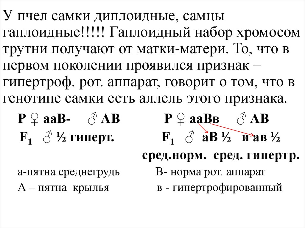 Хромосомы пчел. Гаплоидный набор задачи. Трутень набор хромосом. Диплоидный и гаплоидный набор хромосом таблица. Гаплоидный набор хромосом пчел.